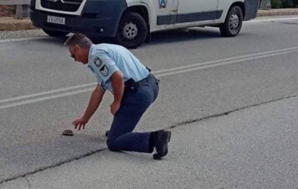 Aστυνομικός βοηθάει χελωνάκι να περάσει τον δρόμο στην Κοζάνη