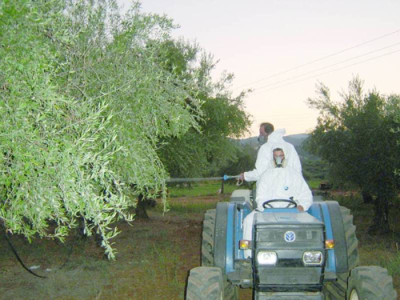 Ψεκασμοί δακοκτονίας από τη ΔΑΟΚ Τριφυλίας