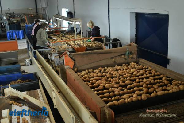 Μεσσηνιακές πατάτες: Από το χωράφι, στη συσκευασία και από εκεί στα πιάτα μας (φωτογραφίες)