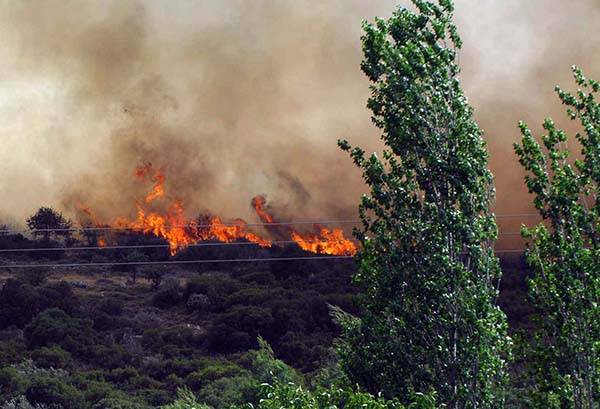 Αλγερία: Στους 25 ανέρχονται οι νεκροί από τις δασικές πυρκαγιές - Μεγάλη φωτιά απειλεί την πόλη Μελούλα της Τυνησίας