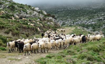 8 εκ. ευρώ για τη βιολογική κτηνοτροφία στην Περιφέρεια Πελοποννήσου