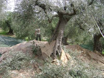 Ελαιοσυγκομιδή στην Τριφυλία: Με το βλέμμα στραμμένο σε τιμές και απόδοση