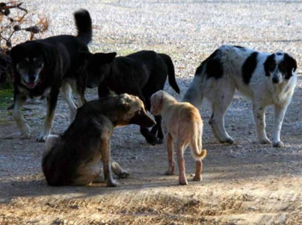 Αγέλες σκύλων αναστατώνουν τη Νέδοντος