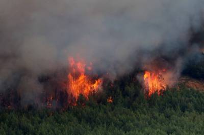 Η άμεση επέμβαση έσωσε το δάσος της Βασιλικής