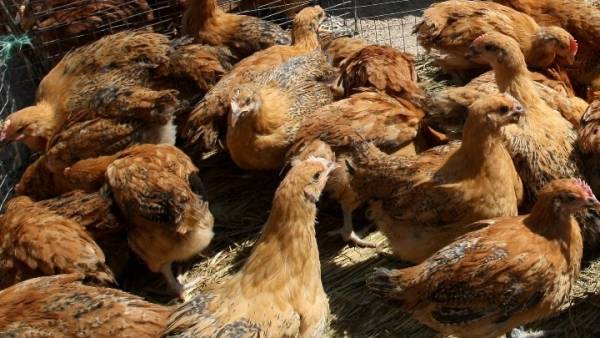 Η &quot;πιο καταστροφική&quot; γρίπη των πτηνών πλήττει την Ευρώπη