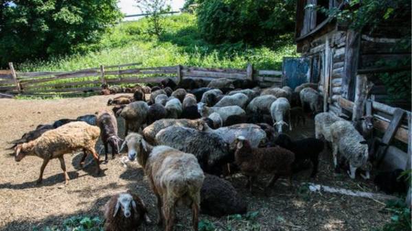 Φυλάκιση 6 μηνών σε κτηνοτρόφο για τις συνθήκες που είχε τα ζώα του σε στάνη σε περιοχή της Κερατέας