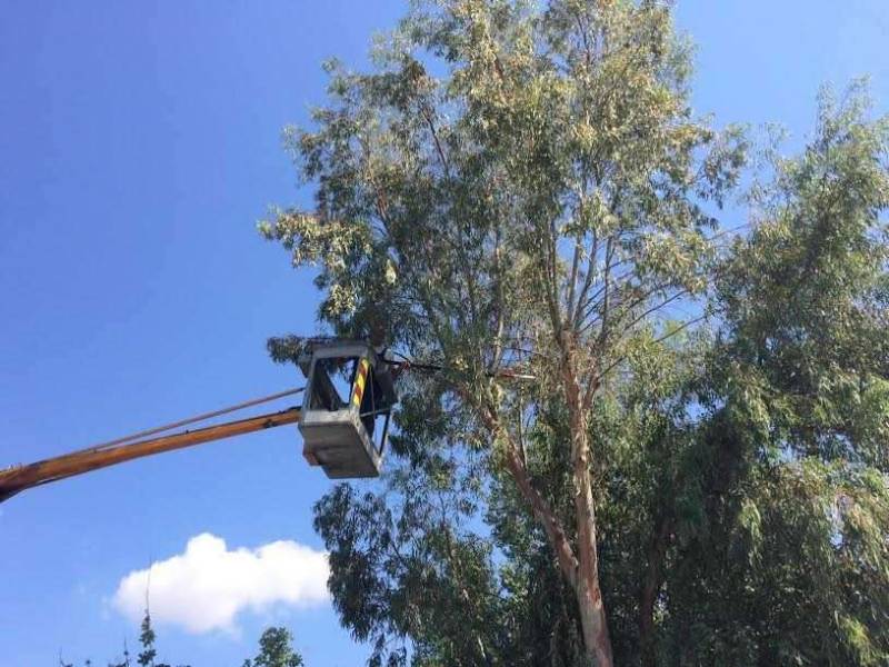 Δήμος Τριφυλίας: Διαγωνισμός για άρση επικινδυνότητας ψηλών δέντρων