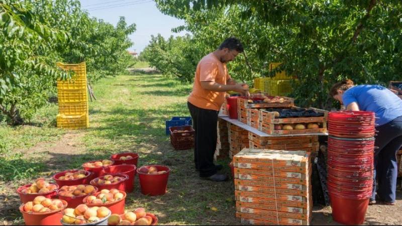 «Πράσινο φως» για την έλευση 7.000 Αλβανών εργατών γης αναμένουν Έλληνες αγρότες