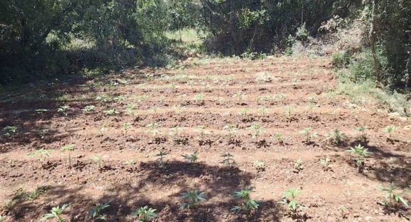 Αρκαδία: Χασισοφυτεία με 857 δενδρύλλια σε έκταση 17 στρεμμάτων! (φωτογραφίες)