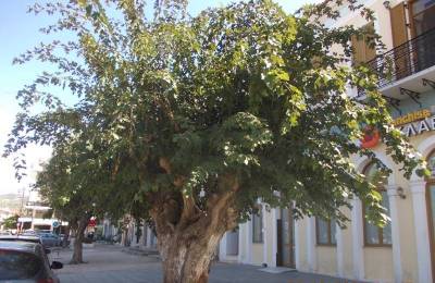 Επιστολή για διάσωση της μνημειακής μουριάς Ταμβάκη στα Φιλιατρά