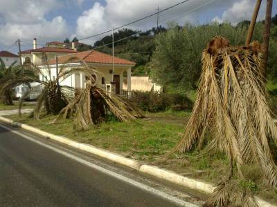 Ξεραμένοι φοίνικες στη Φοινικούντα