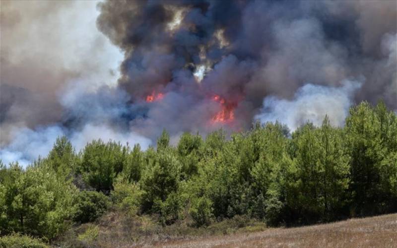 Βελόπουλος: "Εκτός εθνικού σχεδίου αναδάσωσης τα καμένα δάση της Μεσσηνίας"