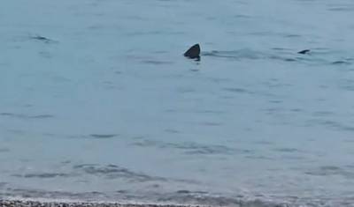 Καρχαρίας στο Λουτράκι: Κολυμπούσε ελάχιστα μετά από την ακτή (Βίντεο)