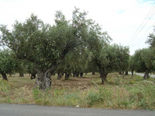 Προτάσεις των ΣΕΔΗΚ για το σχέδιο σχετικά με την ελαιοκομία