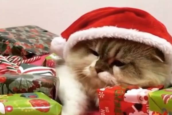 Γάτα δεν αφήνει κανέναν να αγγίξει τα χριστουγεννιάτικα «δώρα» της (Βίντεο)