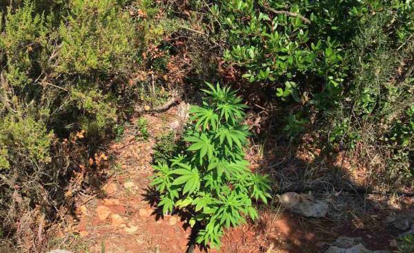 Μεσσηνία: Βρήκαν 14 διψασμένα χασισόδεντρα στα Αγιοπετρίτικα Γαργαλιάνων