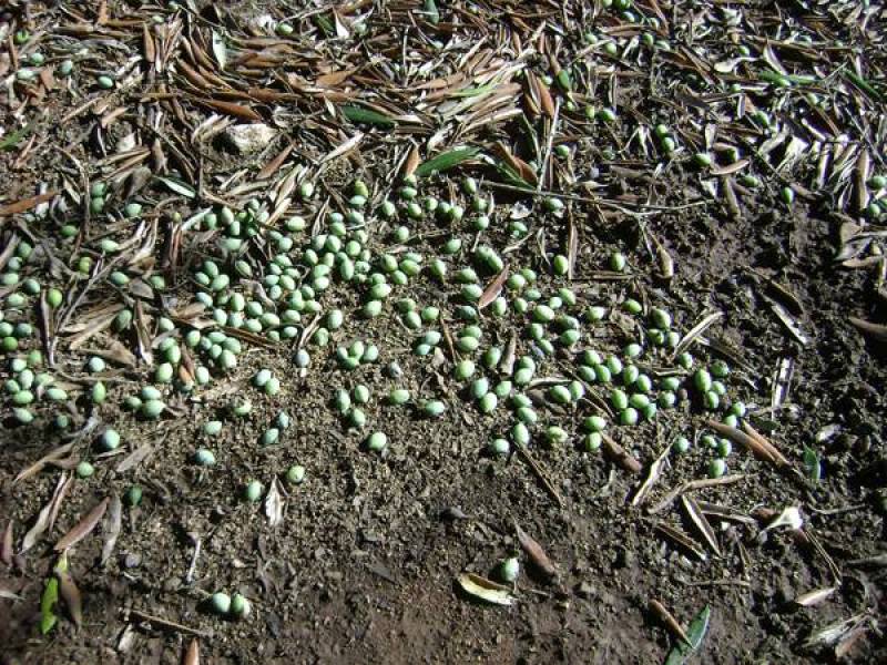 Κλιμάκια ΕΛΓΑ στη Μεσσηνία: Καταγραφή ζημιών από τη χαλαζόπτωση