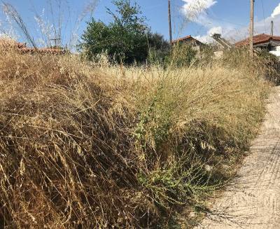 Μεσσηνία: Παράπονα για τα ακαθάριστα οικόπεδα στο Αριστοδήμειο