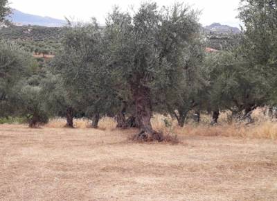 Mεταβολές στην καλλιεργούμενη γεωργική γη: Αυξήθηκαν οι ελαιώνες αλλά μειώθηκε η παραγωγή ελαιολάδου