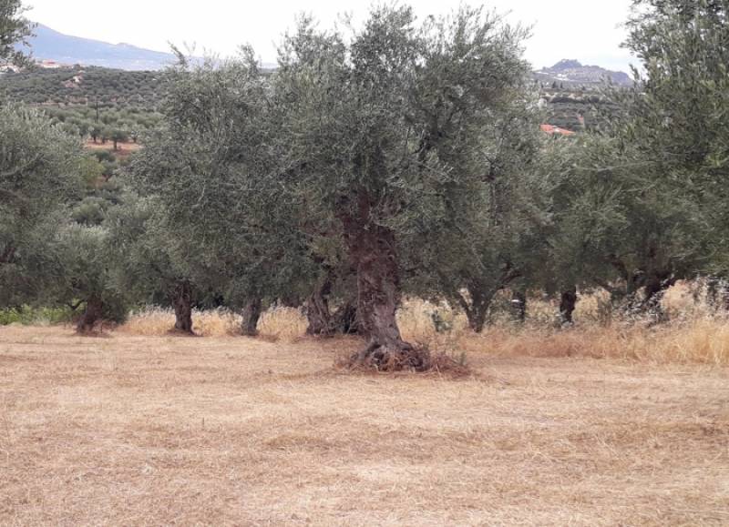 Mεταβολές στην καλλιεργούμενη γεωργική γη: Αυξήθηκαν οι ελαιώνες αλλά μειώθηκε η παραγωγή ελαιολάδου