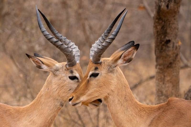 Τι λένε τα ζώδια σήμερα (412)