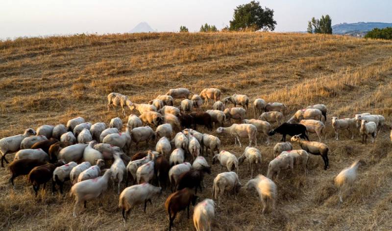 Κρούσματα πανώλης σε αιγοπρόβατα στη Θεσσαλία – Δεν μεταδίδεται στον άνθρωπο