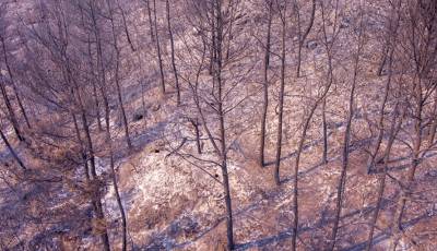 Συνεχείς οι αναζωπυρώσεις της φωτιάς στην Αλεξανδρούπολη