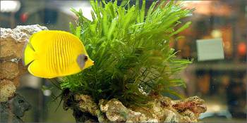 Ενυδρείο στην Καλαμάτα σχεδιάζει το ΕΛΚΕΘΕ