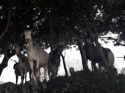 Συνάντηση κτηνοτρόφων με Λεβεντάκη