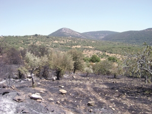 600 στρέμματα έκαψε η πυρκαγιά στην Αυλώνα
