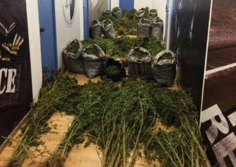 50 κιλά χασίς και 79 χασισόδεντρα βρέθηκαν στα Κύθηρα - Συνελήφθη 25χρονος