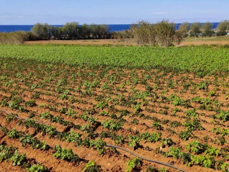 Ενίσχυση έως 40.000 ευρώ στους νέους αγρότες