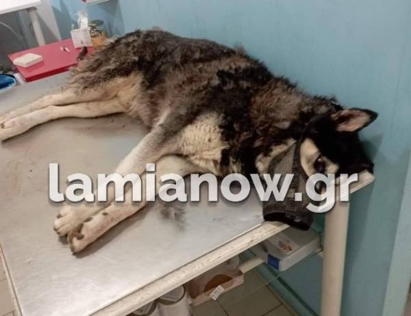 Αράχωβα: Φρικτός θάνατος σκύλου έπειτα από βιασμό με αιχμηρό αντικείμενο (Βίντεο)
