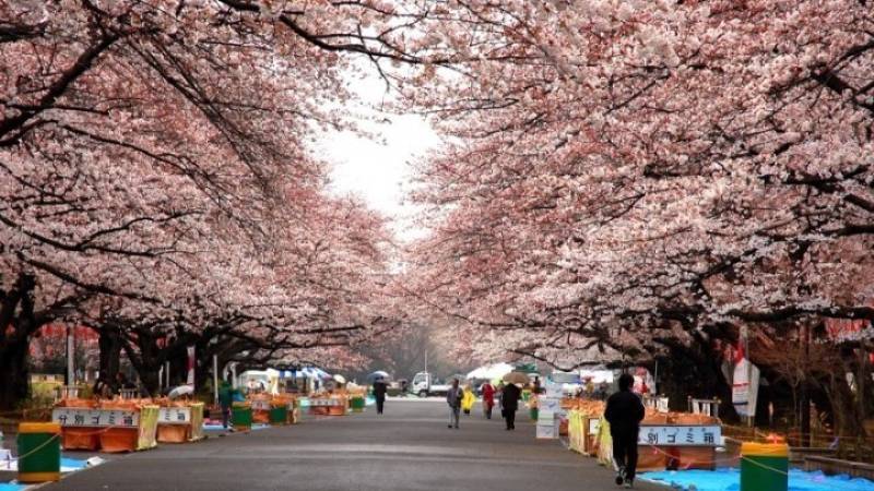 Τόκιο: Νέο... ρεκόρ για τις κερασιές - Άνθισαν 10 μέρες νωρίτερα από το συνηθισμένο