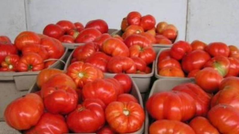 Συναγερμός στην Τριφυλία για τον ιό καστανής ρυτίδωσης στην ντομάτα