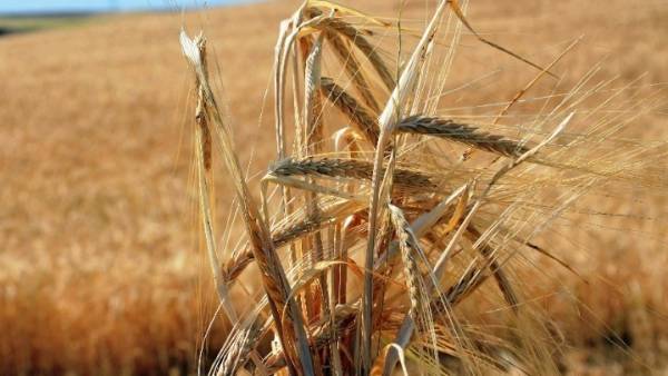 Τουρκία, Ρωσία, Ουκρανία και ΟΗΕ συζητούν τις εξαγωγές σιτηρών