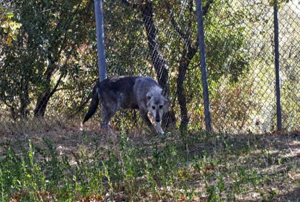 Βρέθηκε σκοτωμένος λύκος στο Καπανδρίτι