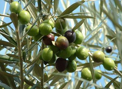 Ερωτηματικά για την απόφαση για δακοκτονία στο Δημοτικό Συμβούλιο Τριφυλίας