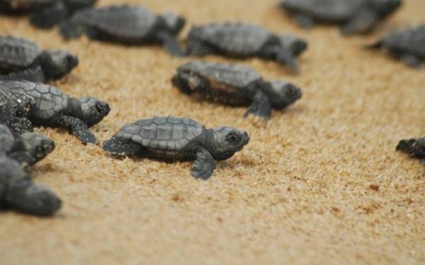 Η Κρήτη καλωσορίζει τα πρώτα χελωνάκια Caretta caretta για το 2017