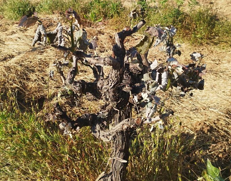 Αγροτικός Σύλλογος Χανδρινού: “Αμεσα μέτρα στήριξης για ζημιές σε σταφίδες και αμπέλια”