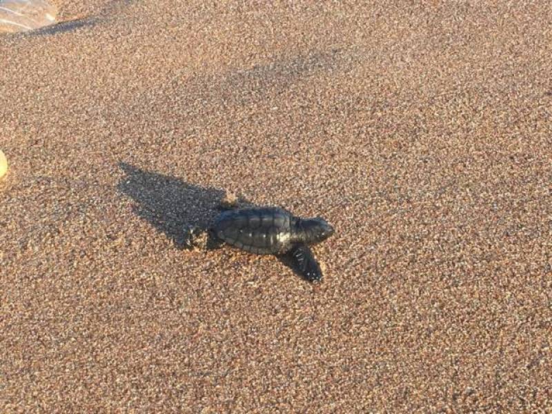 Πανέμορφη στιγμή στην παραλία Αγιαννάκη: Οι πρώτες στιγμές στη θάλασσα για ένα χελωνάκι (βίντεο)
