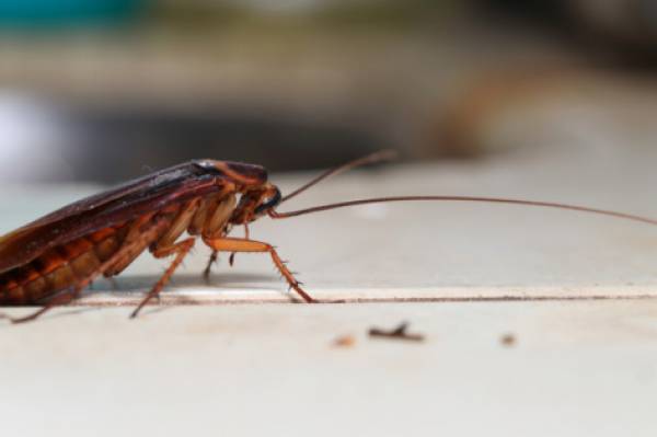 Κατσαρίδες κατακλύζουν τη Λάρισα - Διαμαρτύρονται οι πολίτες