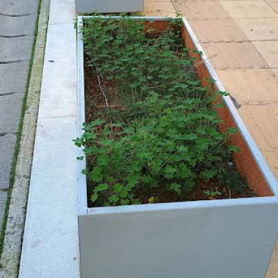 Ζαρντινιέρες με ξινοτρίφυλλο