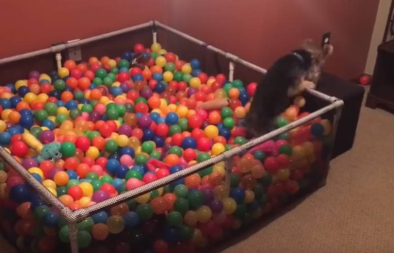 Διασκεδαστικά στιγμιότυπα με σκύλους (Βίντεο)