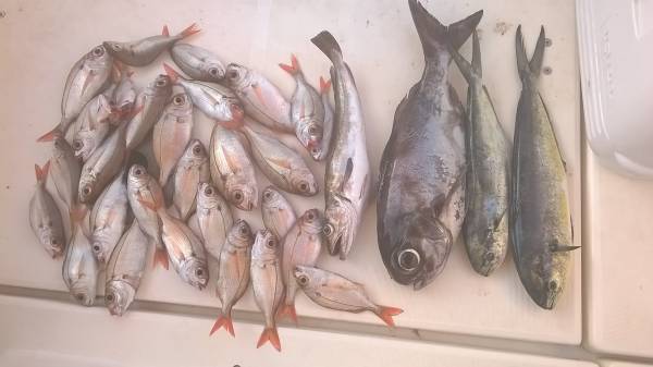 Το νέο Δ.Σ. του Ερασιτεχνικού Συλλόγου Αλιέων Καλαμάτας