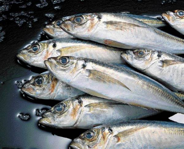 Θεσσαλονίκη: Κατασχέθηκαν 621 κιλά ψαριών στην ιχθυόσκαλα της Νέας Μηχανιώνας