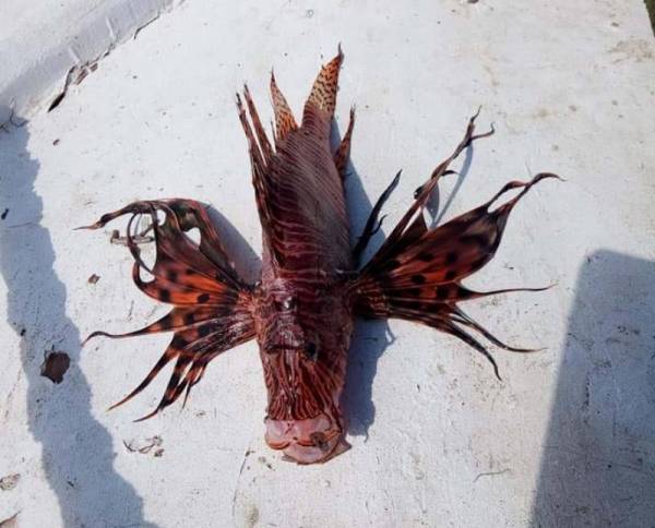 Ψάρια επικίνδυνοι “εισβολείς” στη θάλασσα της Μεσογείου