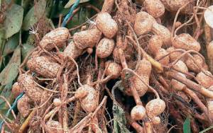 Ο Αγροτικός Συνεταιρισμός Καλαμάτας ζητεί: Εγκριση ζιζανιοκτόνου για καλλιέργεια φιστικιού