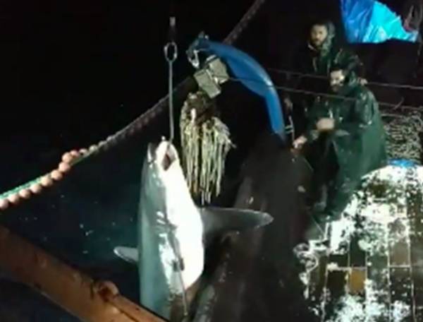 Καβάλα: Δεν πίστευαν στα μάτια τους - Ψάρεψαν καρχαρία 200 κιλών (Βίντεο)