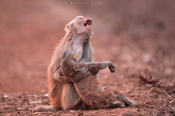 Μαϊμού σπαράζει κρατώντας αγκαλιά το «νεκρό» μωρό της